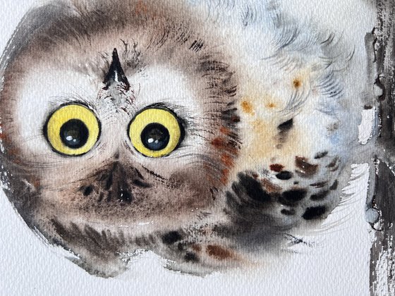 Little owl on a branch #12