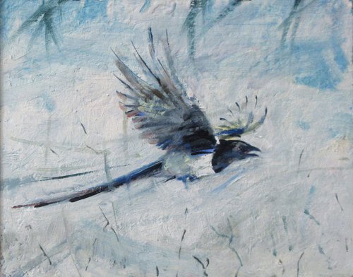 Magpie in Flight by Alan Pergusey