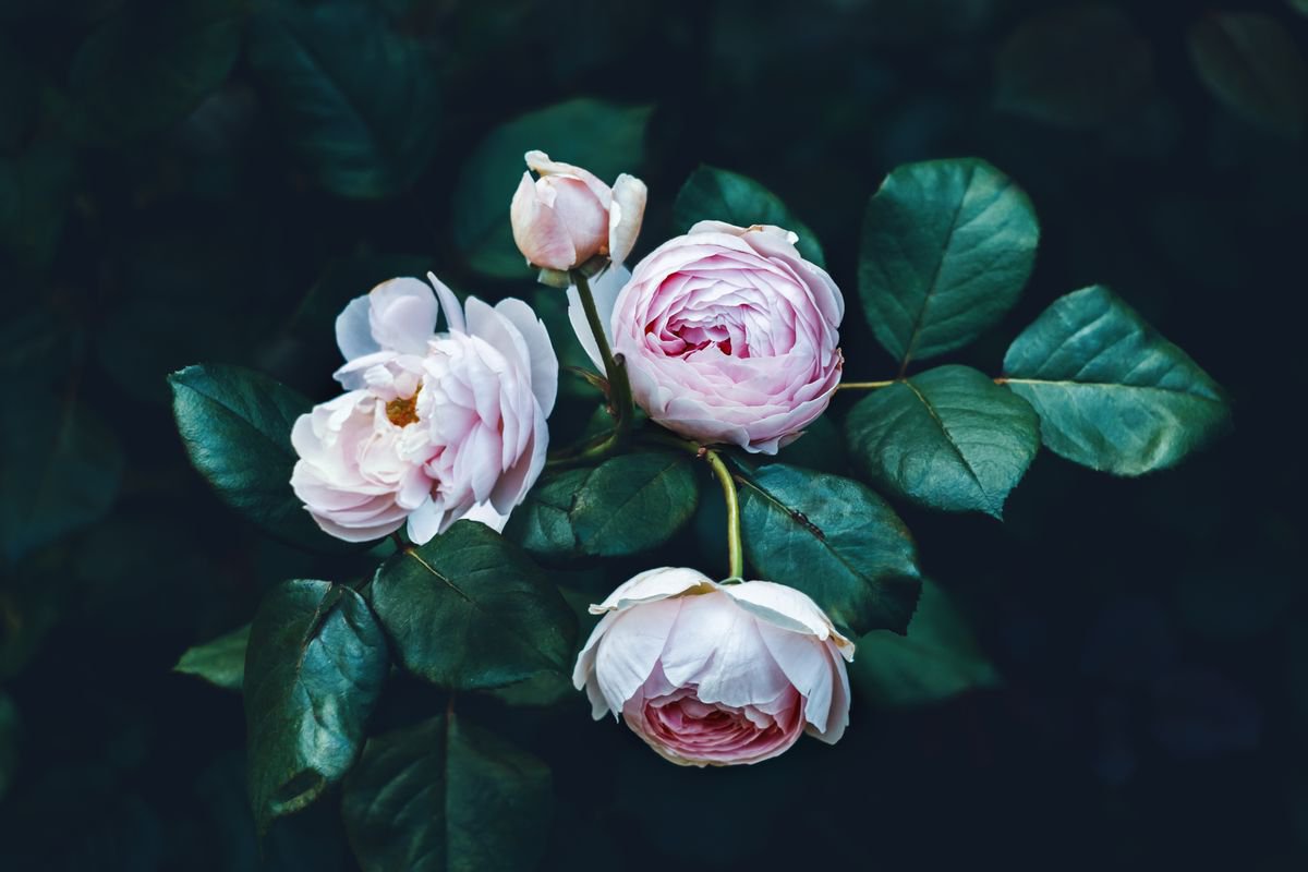 Pink Roses. horizontal by Yuliya Ivanova