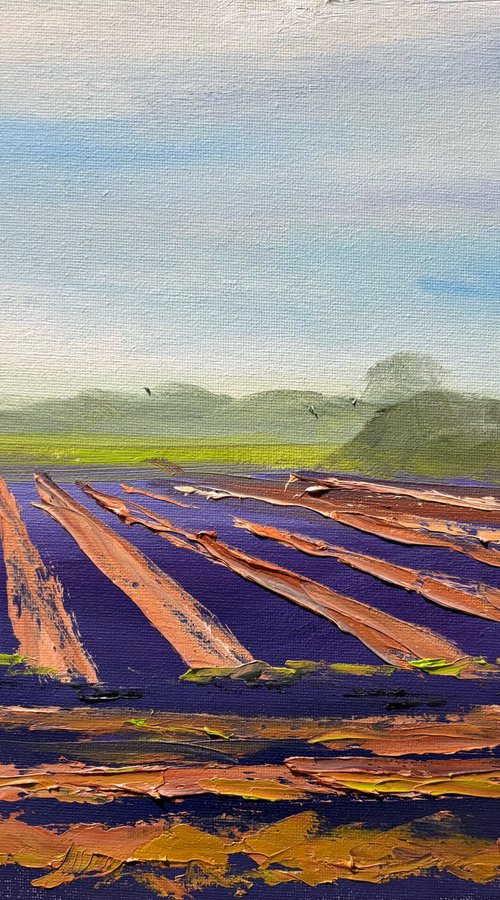 Field of Onions Harvest by Dmitry Fedorov