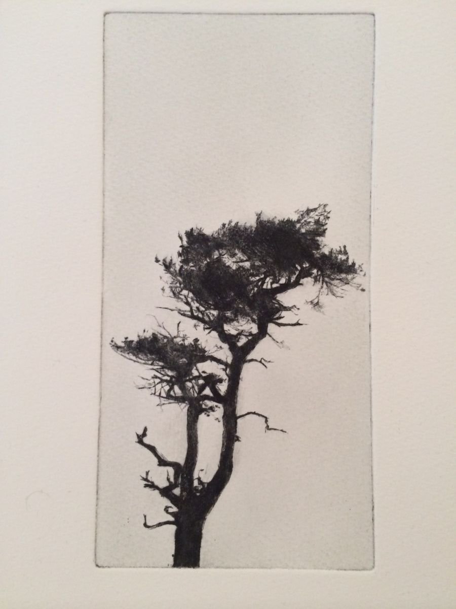 Tree 1 by Richard Kaye
