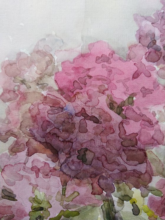 Bouquet of Phloxes. Original watercolour painting.