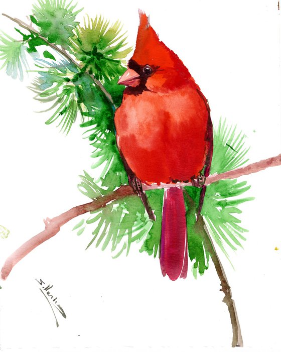 Red Cardinal Bird