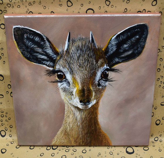 Madoqua (Wild dik-dik antilopa)30 X 30 cm - Ready to Hang