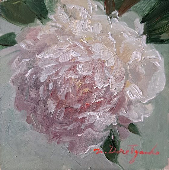 Peony flower white