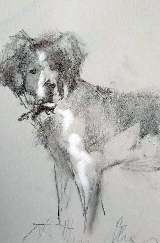 Brittany Spaniel study