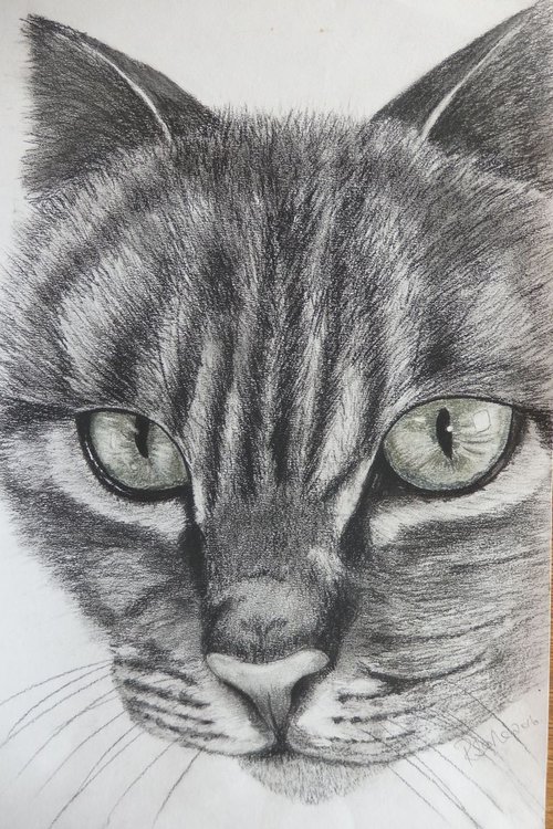 Mrs Tabby by Ruth Searle