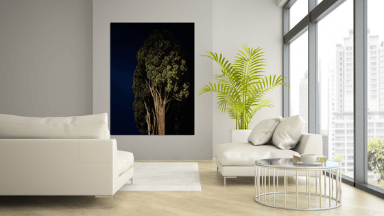 NT#181 King Cypress