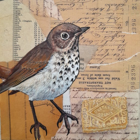 The Song Thrush and the Custard Cream