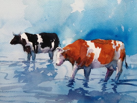 cows