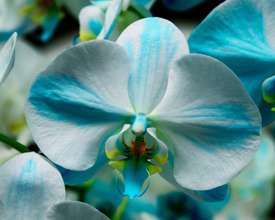 BLUE BOW ORCHID Landers CA