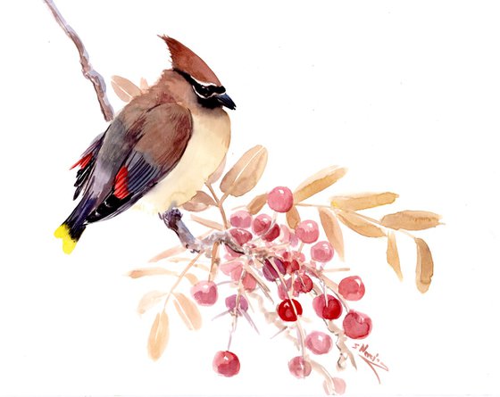 Waxwing Bird and Berries