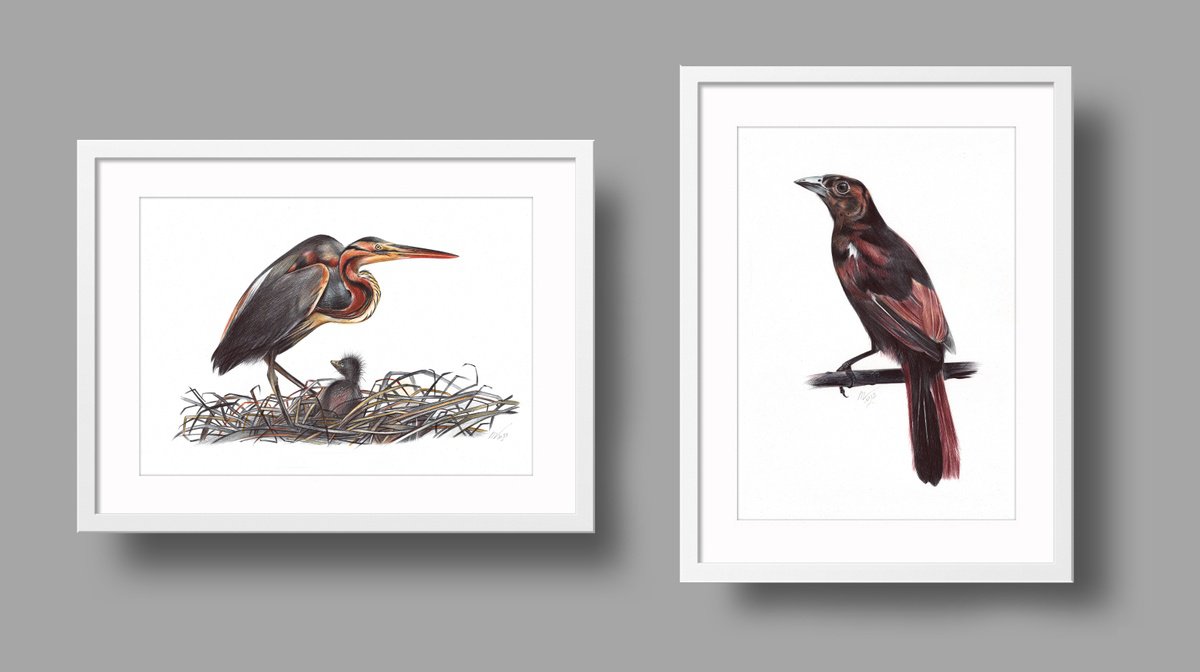 Photorealistic Animal Drawing By Daria Maier, 13 X 9, Birds Collection X, Original Artwork