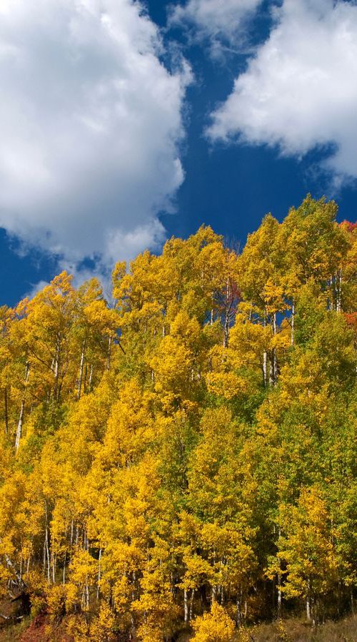 Aspens of the San Juan Skyway by Alex Cassels