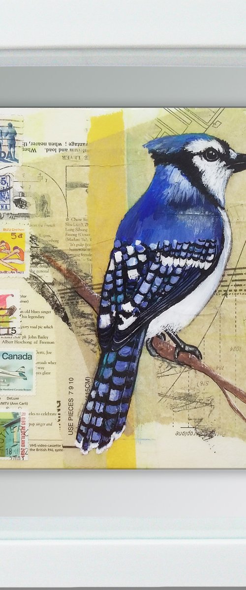 Blue Jay - Ornithology #7 - Framed ready to hang original painting by Carolynne Coulson