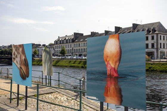 Le bec dans l'eau - Exposition 2023