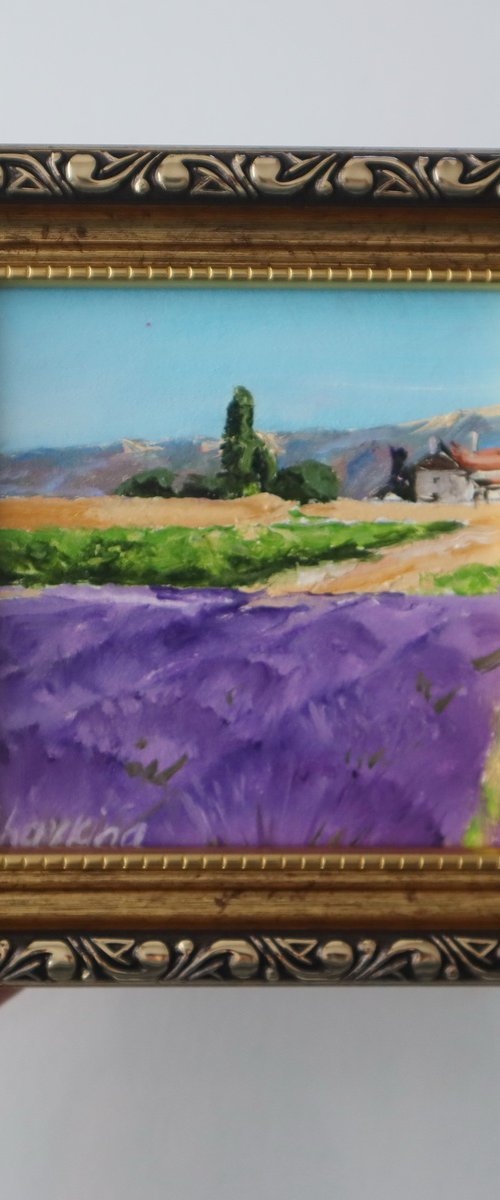 Lavender Fields Set by Natalia Shaykina