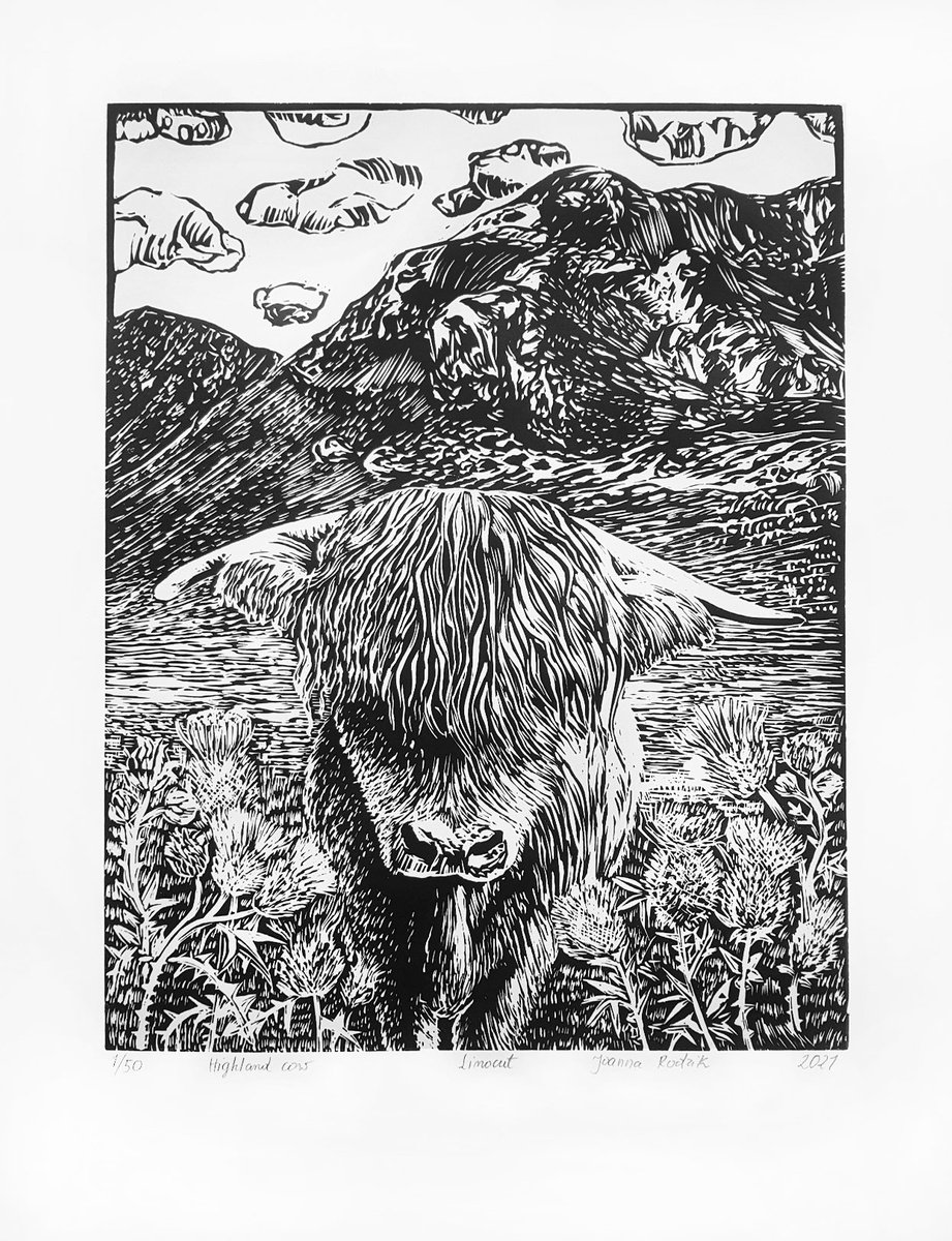 HIGHLAND COW by Joanna Rodzik