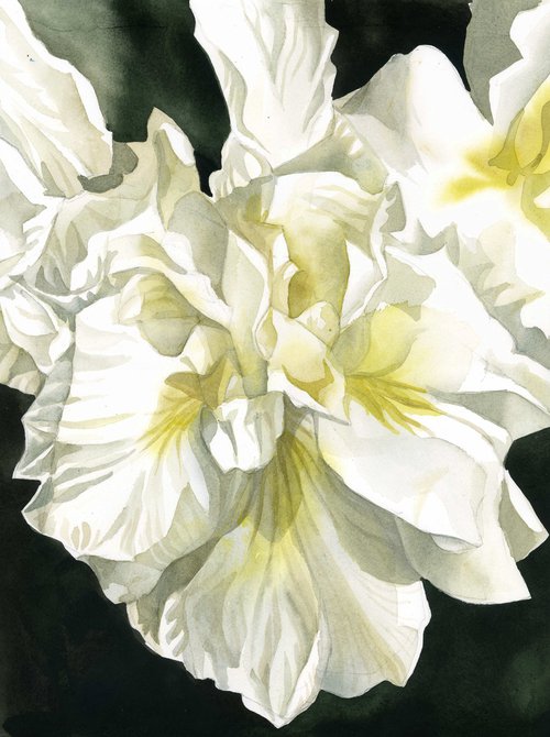 white Japanese iris watercolor by Alfred  Ng