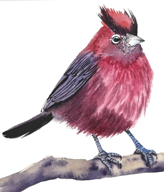 Red pileated finch Bird