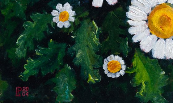 White Daisies