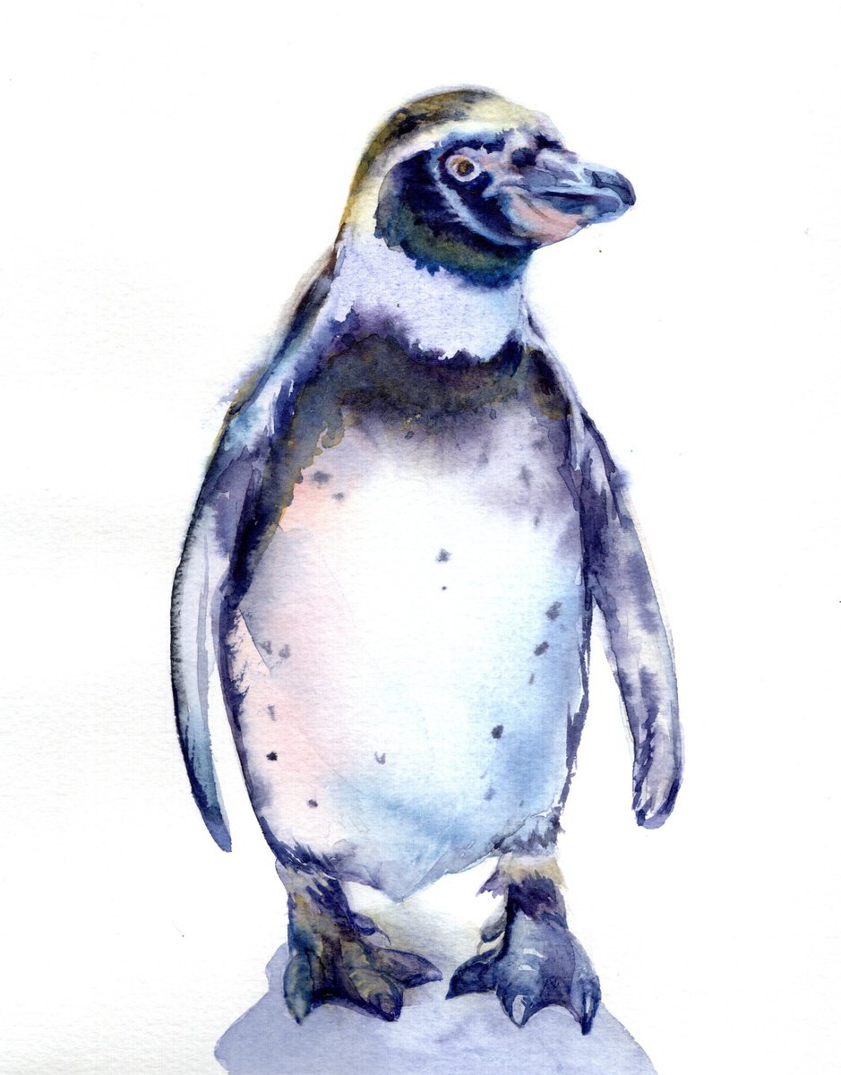 Impressionistic Watercolour , Humboldt Penguin By Anjana Cawdell, 8 X 10, Artwork For Sale On Artfinder