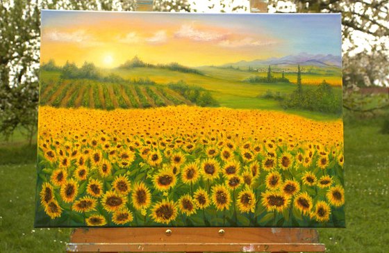 Sunrise on sunflowers