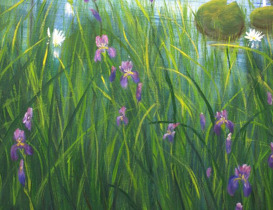 Water lily pond