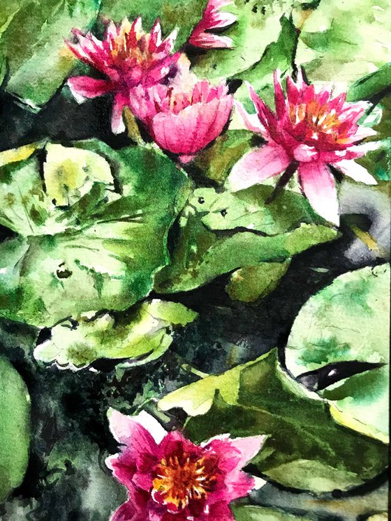 Water lilies