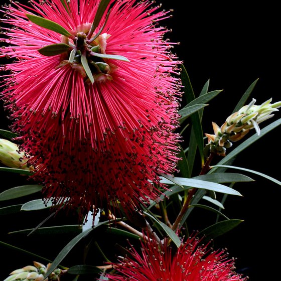 Red Bottlebrush