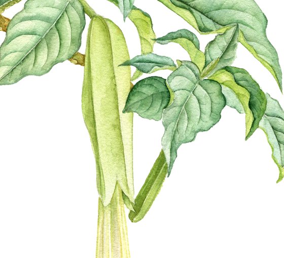 Flower of Brugmansia,  angel's trumpets