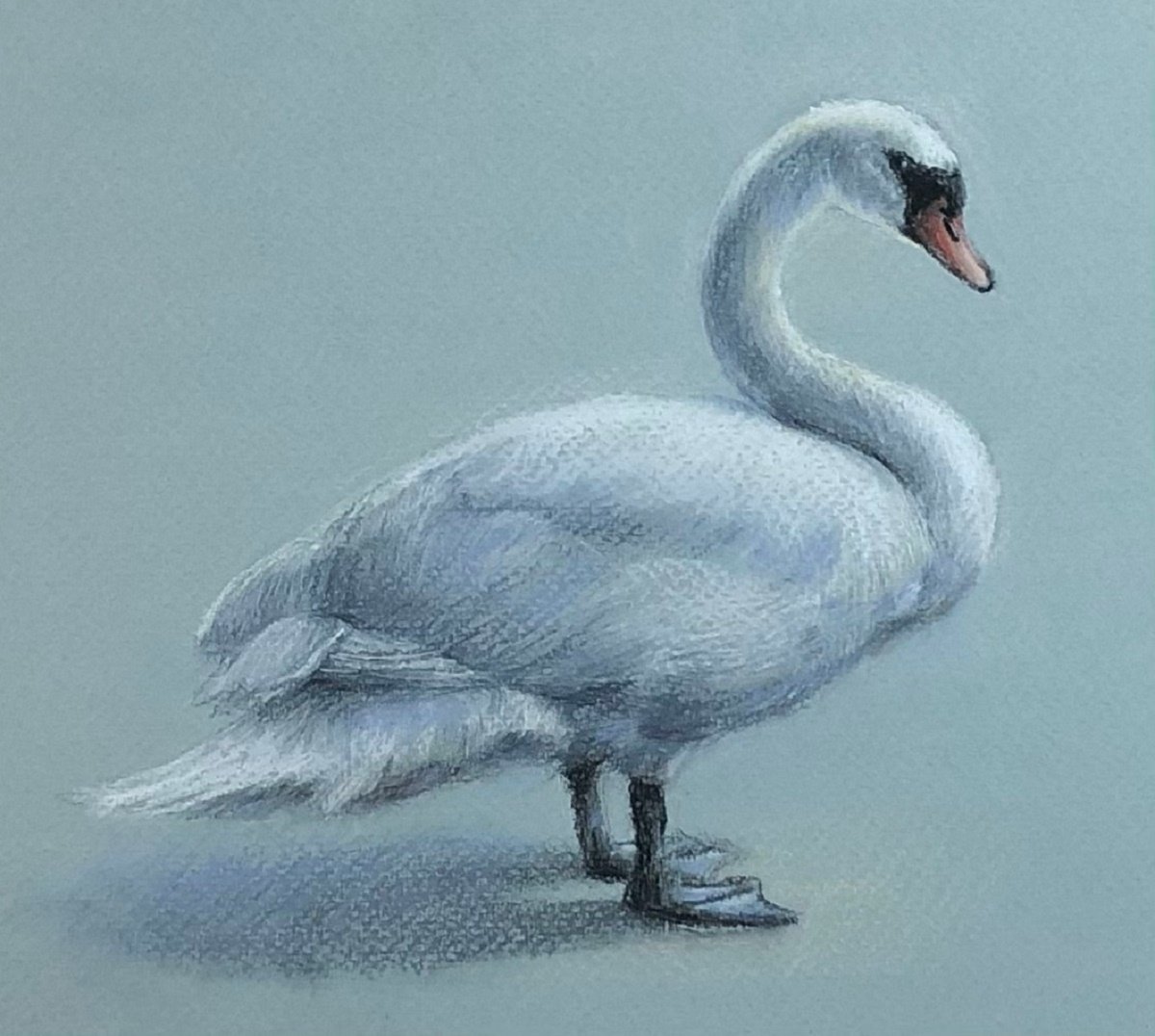 Swan by Natalie Ayas