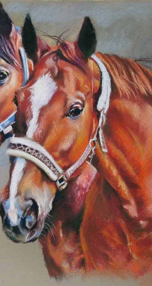 A series of horse portraits; red by Magdalena Palega