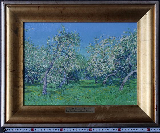 Apple trees in bloom. Kolomenskoye