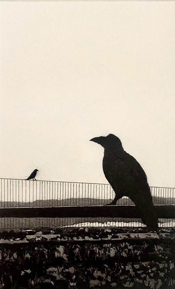 Crows