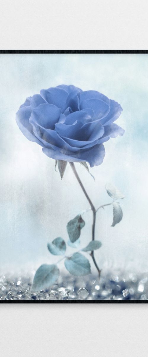 Blue Rose by Julia Gogol