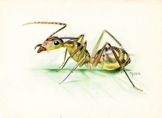 Ant/Insect Series