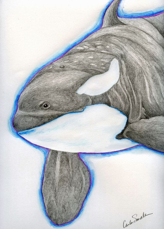 Orca Killer Whale Wildlife Art Original Drawing 8 x 11 -Carla Smale