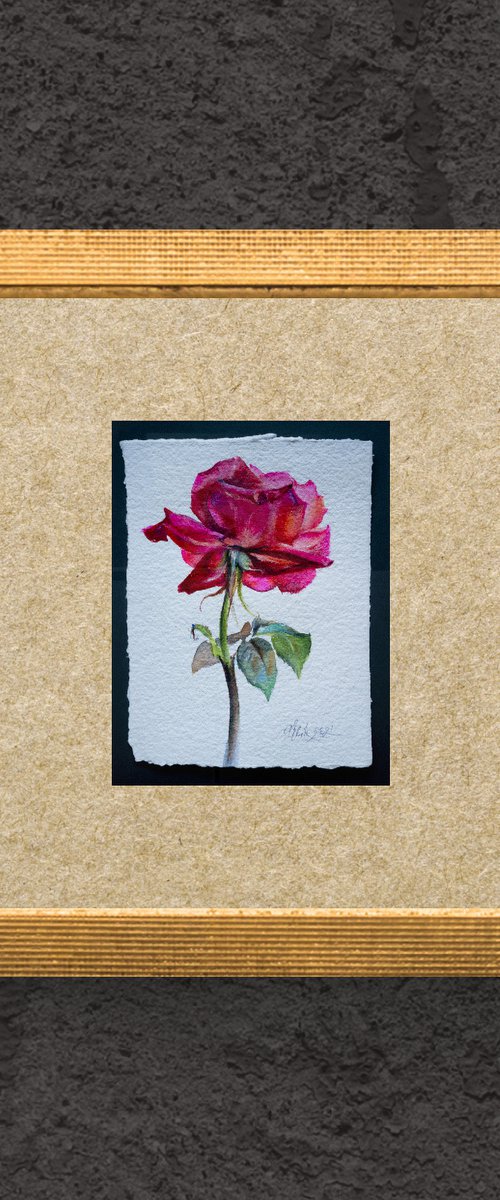 Red Rose by Irina Bibik-Chkolian