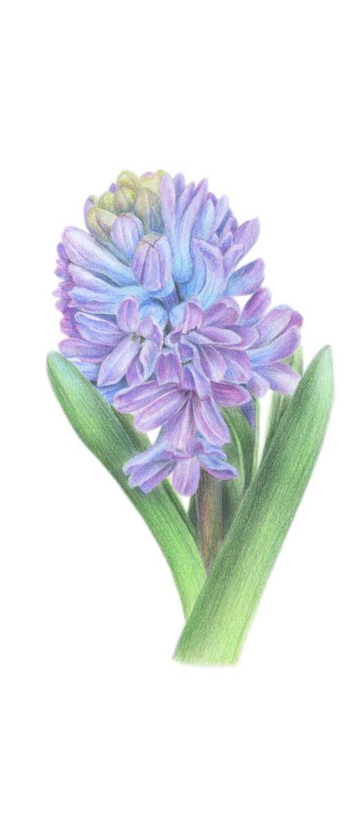 Hyacinth by Alona Hrinchuk