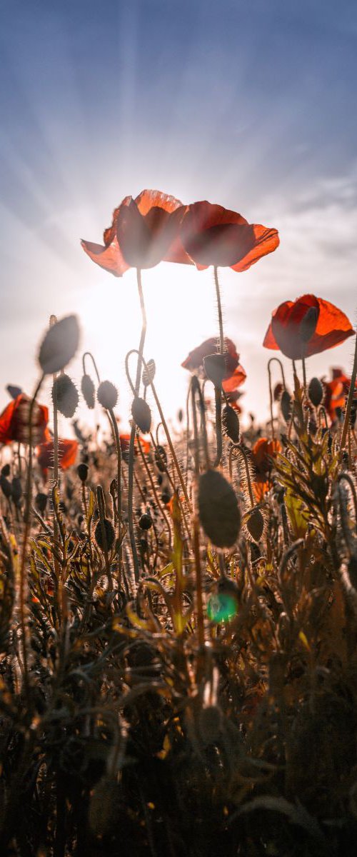 Poppies by Paul Nash