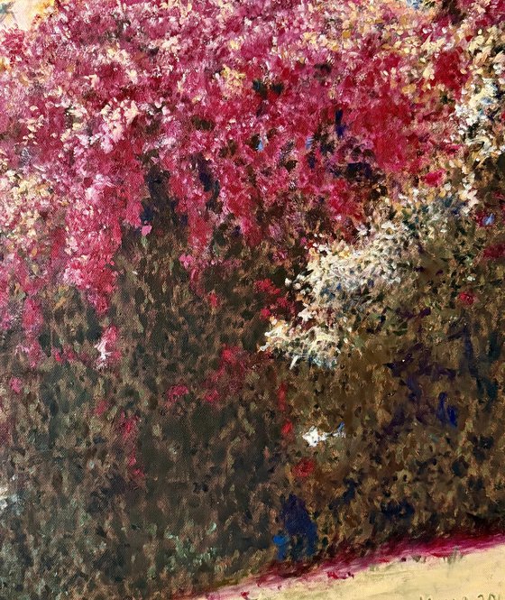 Bougainvillea