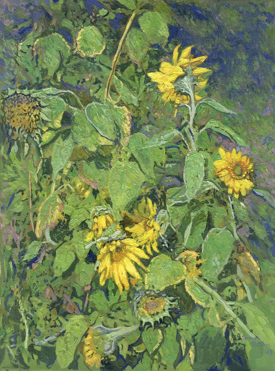 Sunflowers