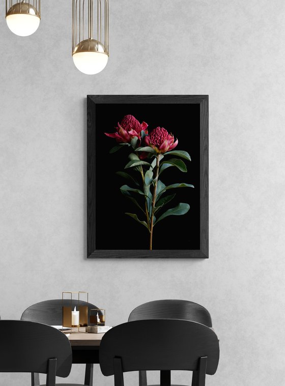 Waratah