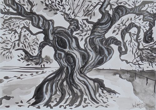 The millennia old olive tree by Kirsty Wain