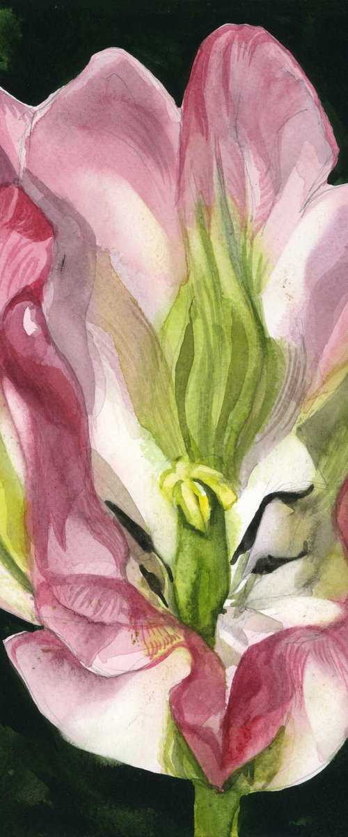 pink and green tulip watercolor floral by Alfred  Ng