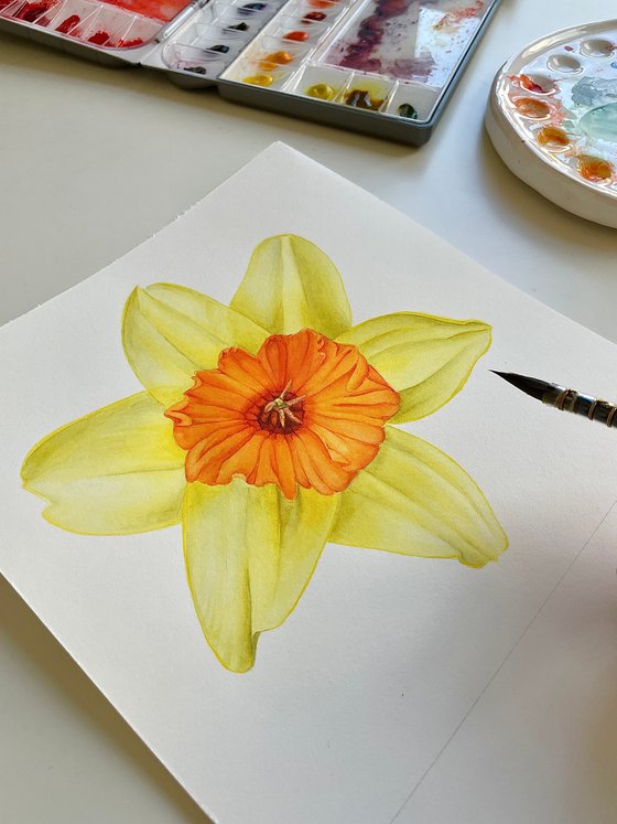 Yellow Narcissus Daffodil Fortissimo. Original Watercolor painting