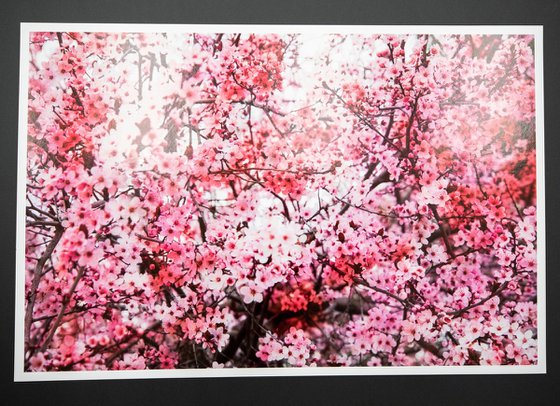 Romantic Sakura I (Samsung TV artwork)