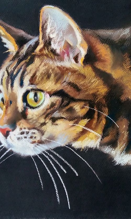 Chatting cat by Magdalena Palega