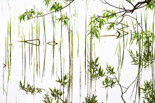 reeds and willows - reflection by Jochim Lichtenberger